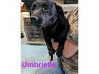 Adopt Umbrielle a Black Labrador Retriever, Mixed Breed
