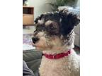 Adopt Ursula a Havanese