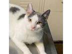 Adopt Lady Byrd a Domestic Short Hair