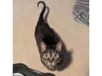 Adopt Kassadie a Domestic Short Hair