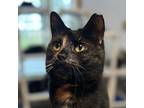 Adopt Magic a Domestic Short Hair