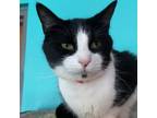 Adopt Speckles a Domestic Short Hair