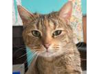 Adopt Imperial a Domestic Short Hair