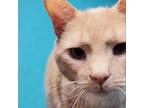 Adopt Terrace a Domestic Short Hair