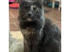 Adopt Aylen a Domestic Medium Hair