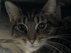 Adopt Zoe a Domestic Short Hair