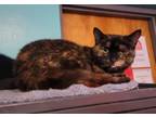 Adopt Creek a Domestic Short Hair