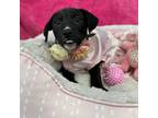 Adopt Baby Spice a Mixed Breed
