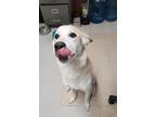 Adopt Zula a Husky, Great Pyrenees