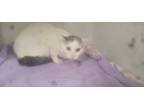 Adopt Angel a Domestic Short Hair