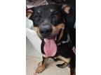 Adopt Debbie a Labrador Retriever, Rottweiler