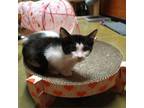 Adopt Polly a Domestic Short Hair