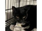 Adopt Juliesa a Domestic Short Hair