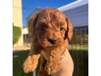 Cavapoo Puppy for sale in Mesa, AZ, USA