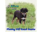 Miniature Australian Shepherd Puppy for sale in Forestburg, TX, USA