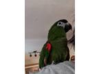 Adopt Polly a Macaw