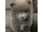 Pomeranian Puppy for sale in Stevens Point, WI, USA