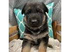 German Shepherd Dog Puppy for sale in Hanna City, IL, USA