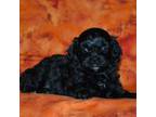 Shih-Poo Puppy for sale in Lamar, MO, USA