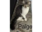 Adopt Paige a Domestic Short Hair