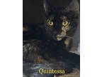 Adopt Quintessa a Domestic Short Hair