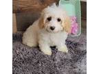 Cavachon Puppy for sale in Jasonville, IN, USA