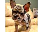 French Bulldog Puppy for sale in Wilmington, NC, USA