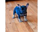 French Bulldog Puppy for sale in Brandywine, MD, USA