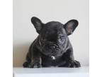 French Bulldog Puppy for sale in Brandywine, MD, USA