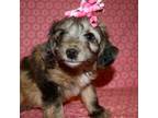 Mutt Puppy for sale in Safford, AZ, USA