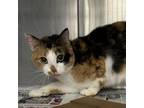 Adopt Zawabi a Domestic Short Hair