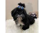 Shih Tzu Puppy for sale in Downey, CA, USA