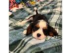 Cavalier King Charles Spaniel Puppy for sale in Parkers Lake, KY, USA