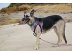 Adopt Rain a German Shepherd Dog