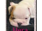 Hera