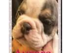 Bulldog Puppy for sale in West Branch, IA, USA