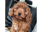 Cavapoo Puppy for sale in Forsyth, GA, USA