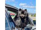 Pomeranian Puppy for sale in Plummer, ID, USA