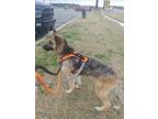 Adopt Leila a German Shepherd Dog