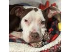Adopt Opal CFS 240024432 a Pit Bull Terrier
