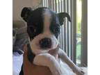 Boston Terrier Puppy for sale in Marietta, GA, USA