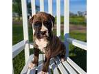 Boxer Puppy for sale in Montezuma, GA, USA