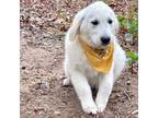 Golden Retriever Puppy for sale in Fairfax, VA, USA