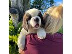 Saint Bernard Puppy for sale in Orlando, FL, USA