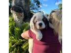 Saint Bernard Puppy for sale in Orlando, FL, USA