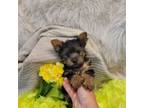 Yorkshire Terrier Puppy for sale in Independence, KS, USA