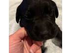 Labrador Retriever Puppy for sale in Fairfield, CT, USA