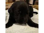 Labrador Retriever Puppy for sale in Fairfield, CT, USA