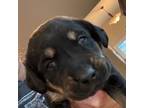 Labrador Retriever Puppy for sale in Fairfield, CT, USA