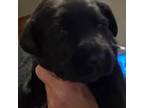 Labrador Retriever Puppy for sale in Fairfield, CT, USA